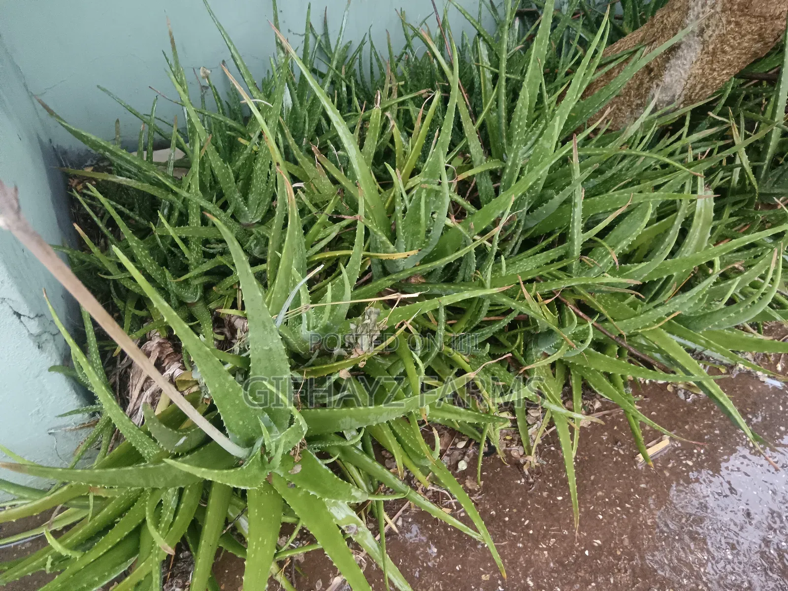 Aloe Vera Plants
