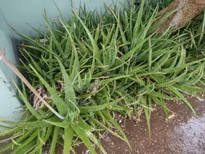 Aloe Vera Plants