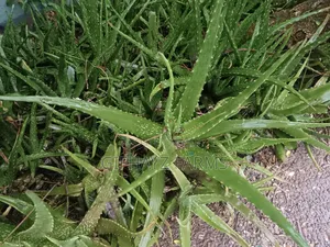 Aloe Vera Plants