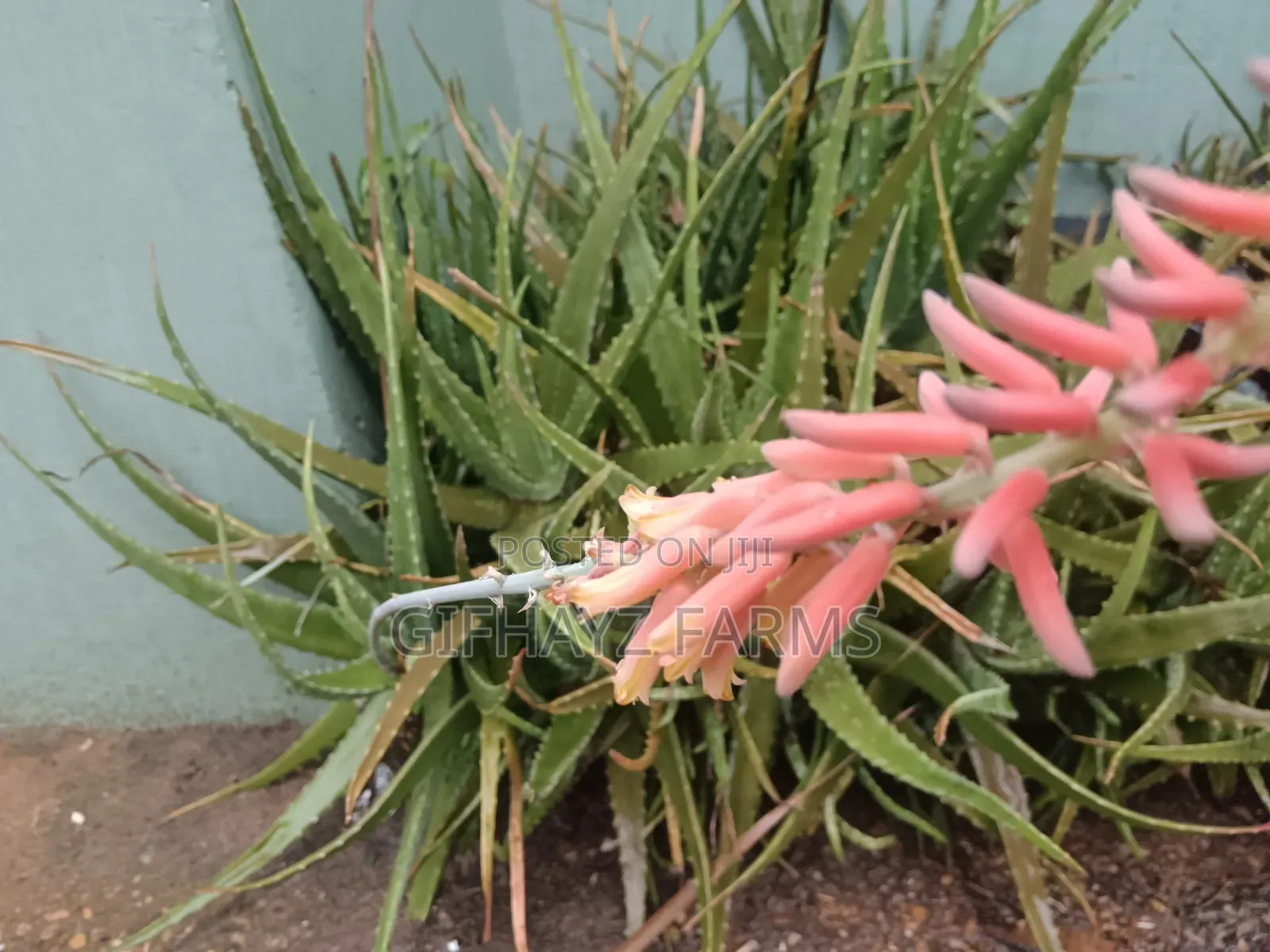 Aloe Vera Plants