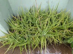 Aloe Vera Plants