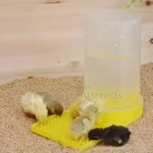 Chick Drinkers