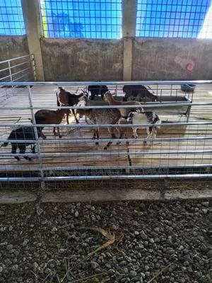 Farming Veterinary Cv