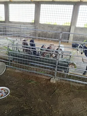 Farming Veterinary Cv