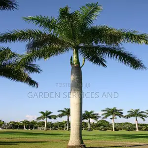 Grown Royal Palm