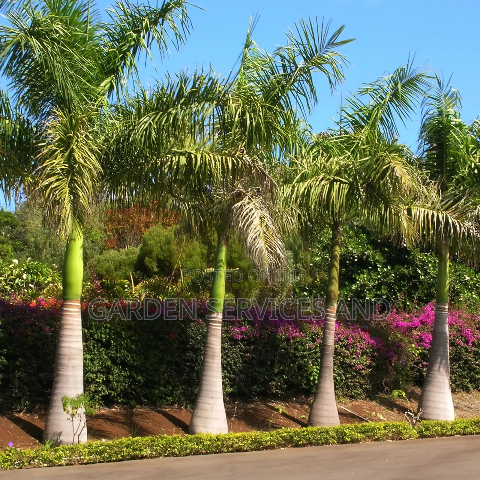 Grown Royal Palm