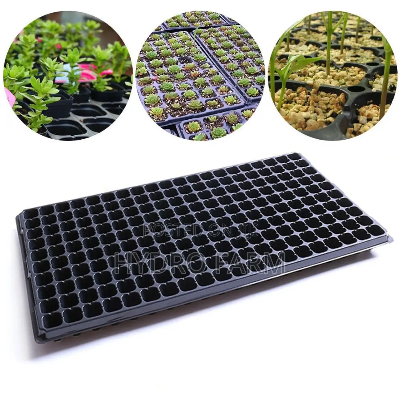 50hole Seed Tray