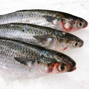 Fresh Mullet Fish in Ghana – Wholesale Retail | Direct From the Sea