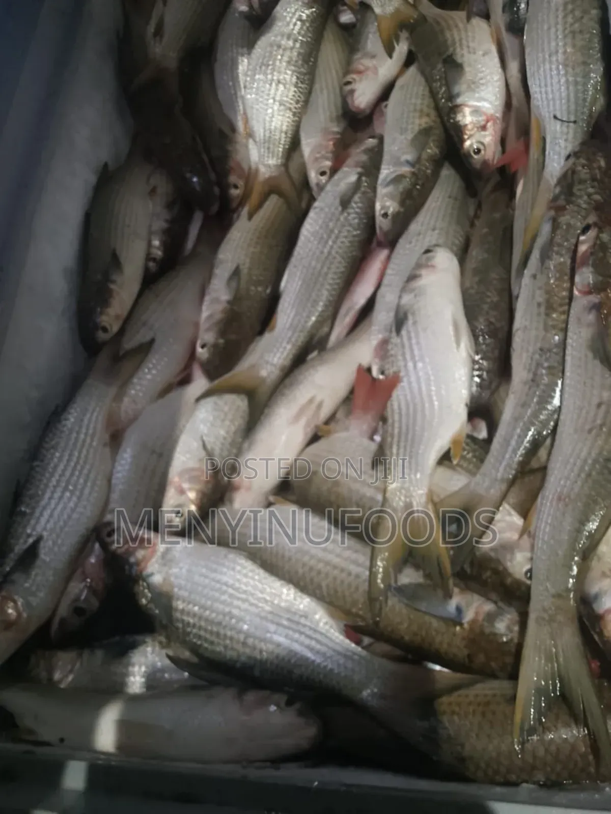 Fresh Mullet Fish in Ghana – Wholesale Retail | Direct From the Sea