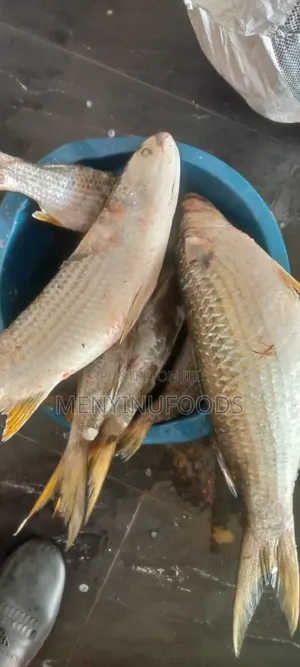 Fresh Mullet Fish in Ghana – Wholesale Retail | Direct From the Sea