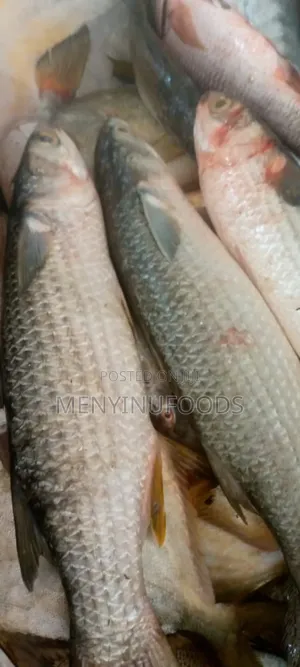 Fresh Mullet Fish in Ghana – Wholesale Retail | Direct From the Sea