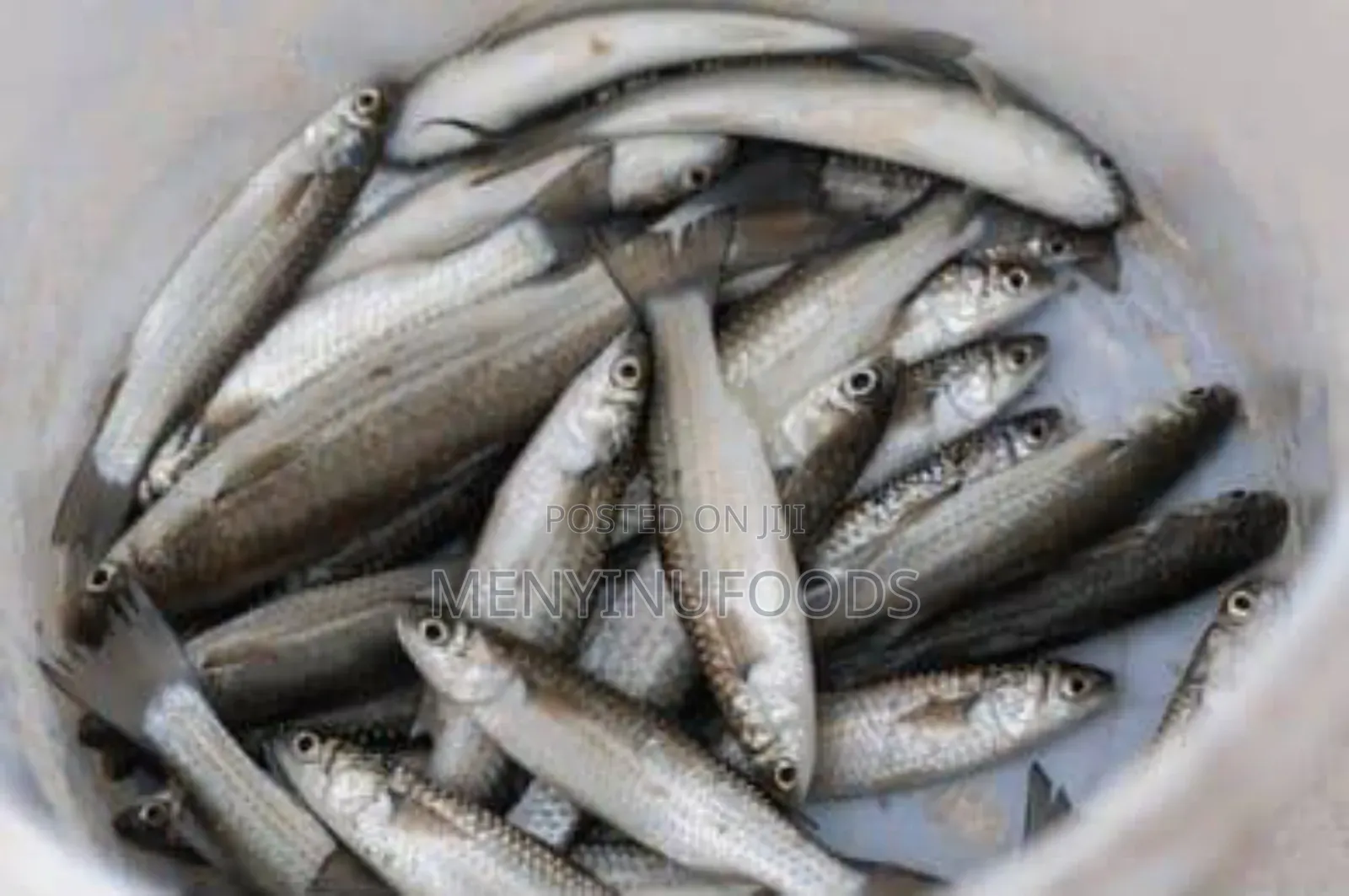 Fresh Mullet Fish in Ghana – Wholesale Retail | Direct From the Sea