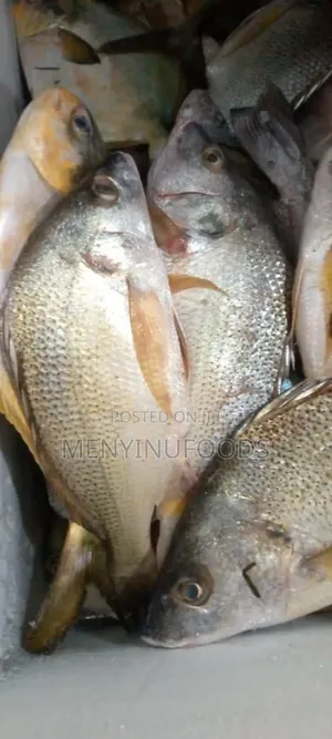 Fresh Sea Bream in Ghana – Wholesale Retail | Direct From the Sea