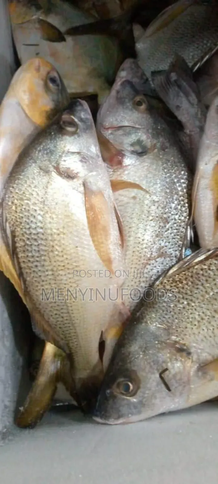 Fresh Sea Bream in Ghana – Wholesale Retail | Direct From the Sea