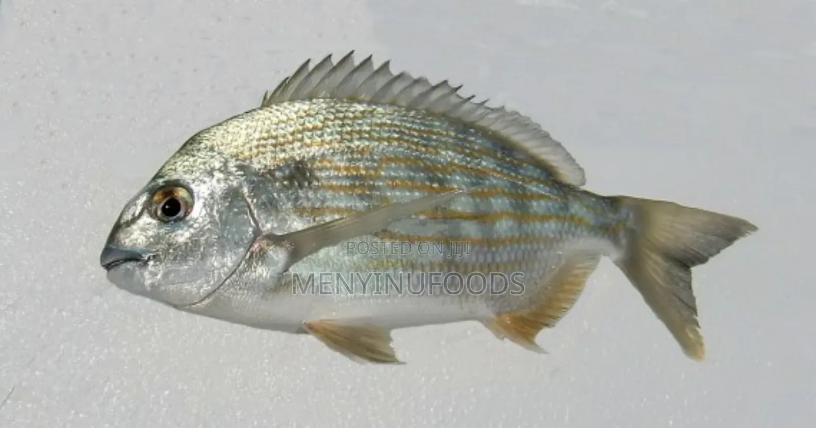 Fresh Sea Bream in Ghana – Wholesale Retail | Direct From the Sea