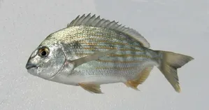 Fresh Sea Bream in Ghana – Wholesale Retail | Direct From the Sea