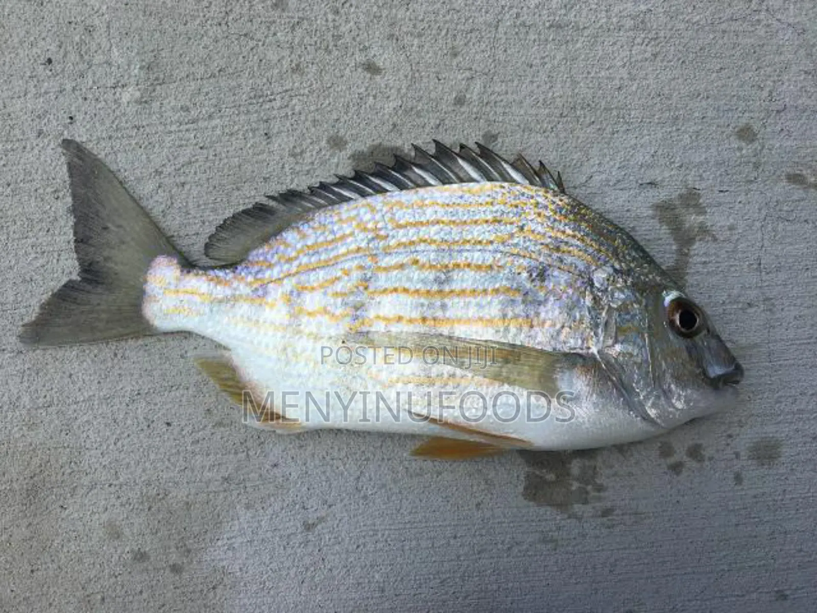 Fresh Sea Bream in Ghana – Wholesale Retail | Direct From the Sea