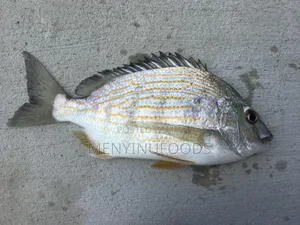 Fresh Sea Bream in Ghana – Wholesale Retail | Direct From the Sea