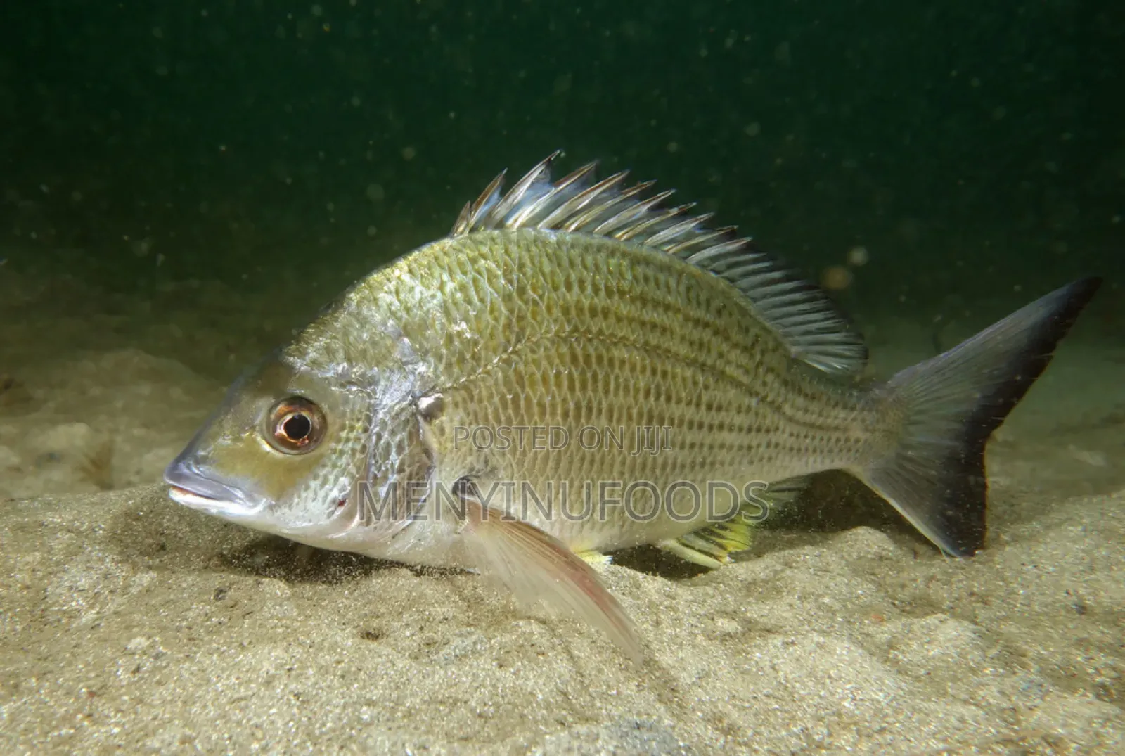 Fresh Sea Bream in Ghana – Wholesale Retail | Direct From the Sea