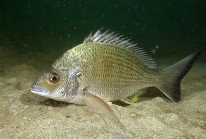 Fresh Sea Bream in Ghana – Wholesale Retail | Direct From the Sea