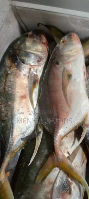 Fresh Pacific Jack Fish – Wholesale Retail | Direct From the Sea