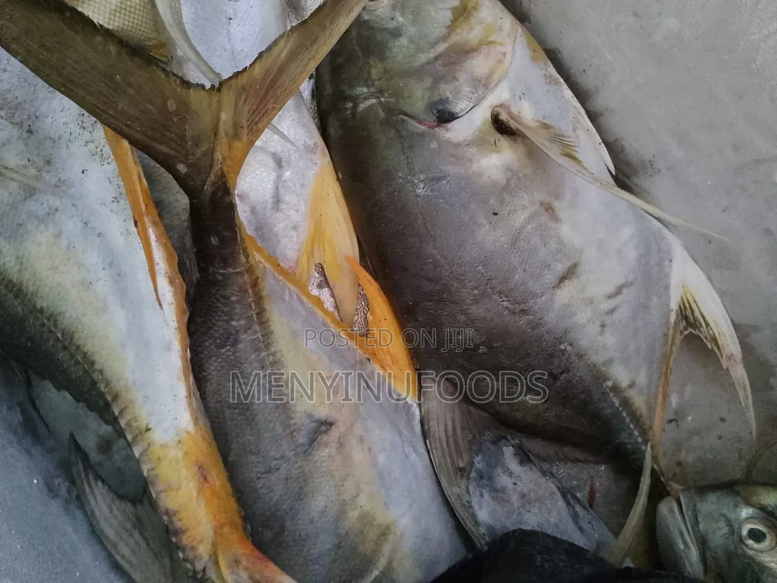 Fresh Pacific Jack Fish – Wholesale Retail | Direct From the Sea