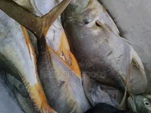 Fresh Pacific Jack Fish – Wholesale Retail | Direct From the Sea