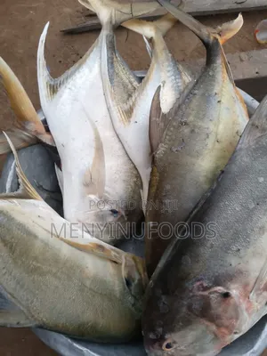 Fresh Pacific Jack Fish – Wholesale Retail | Direct From the Sea