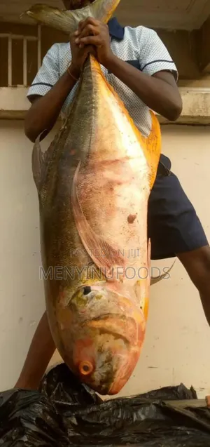 Fresh Pacific Jack Fish – Wholesale Retail | Direct From the Sea