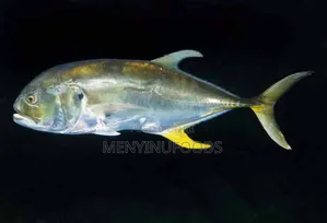 Fresh Pacific Jack Fish – Wholesale Retail | Direct From the Sea
