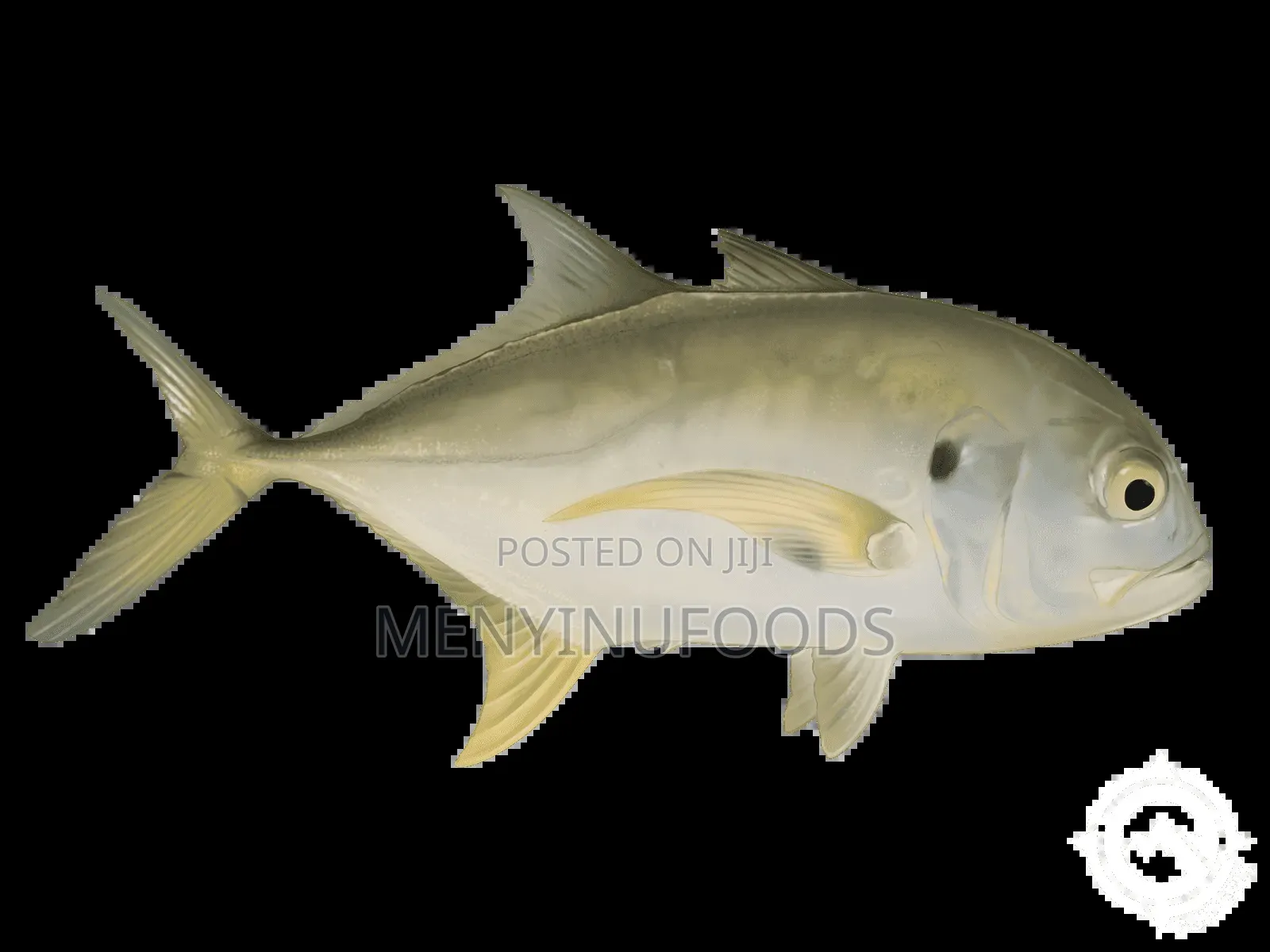 Fresh Pacific Jack Fish – Wholesale Retail | Direct From the Sea