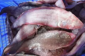 Fresh Sole Fish in Ghana – Wholesale Retail | Direct From the Sea