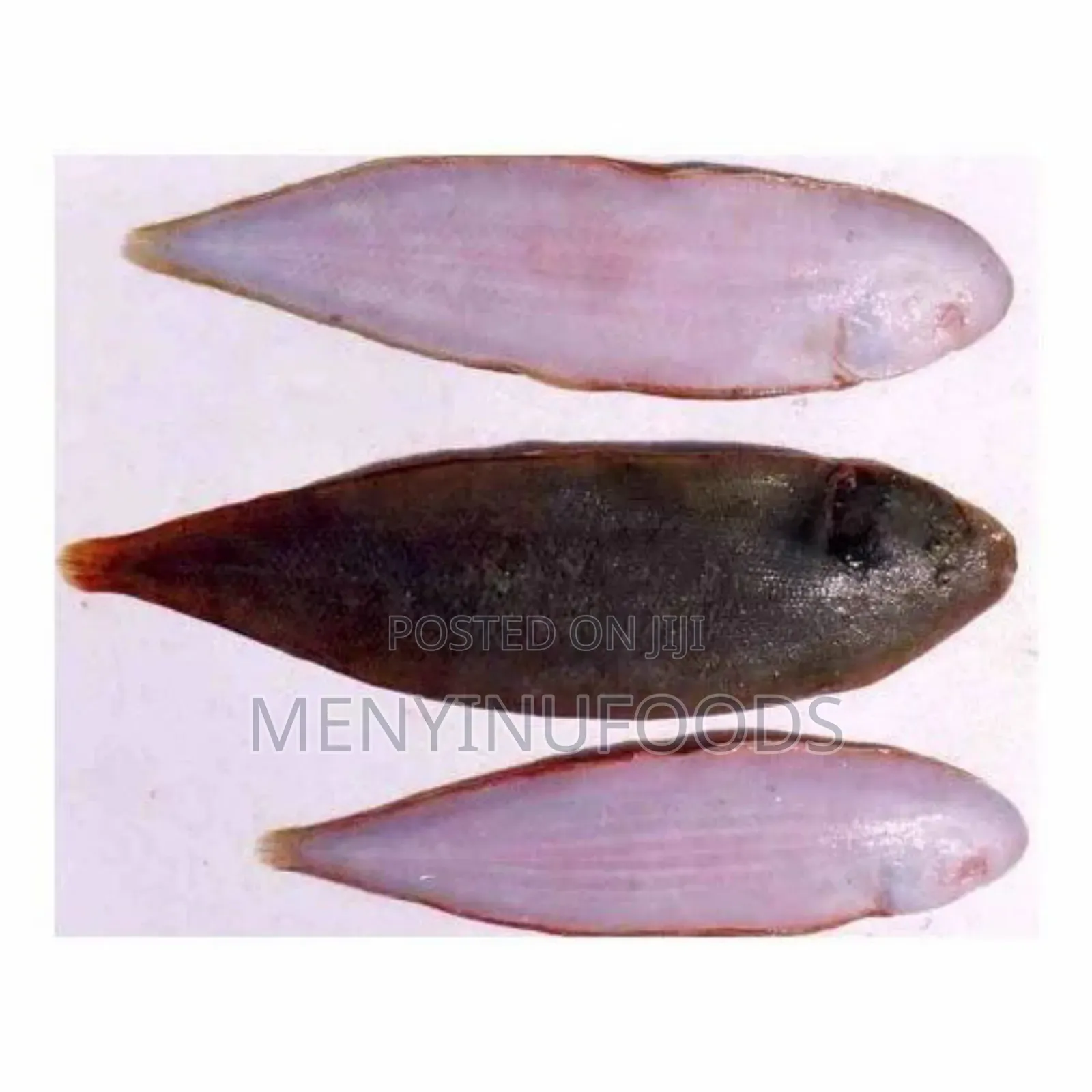 Fresh Sole Fish in Ghana – Wholesale Retail | Direct From the Sea