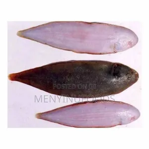Fresh Sole Fish in Ghana – Wholesale Retail | Direct From the Sea