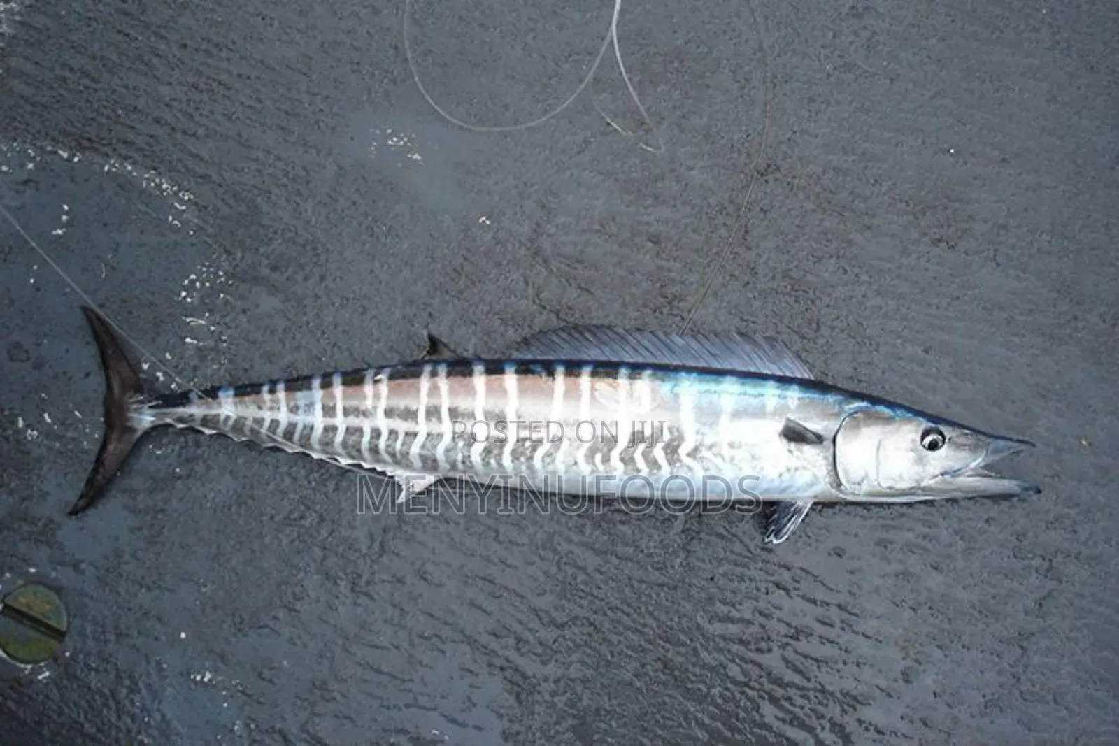 Fresh Wahoo Fish in Ghana – Wholesale Retail | Direct From the Sea