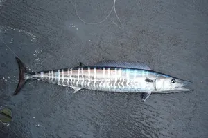 Fresh Wahoo Fish in Ghana – Wholesale Retail | Direct From the Sea