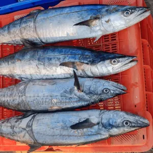 Fresh Kingfish in Ghana – Wholesale Retail | Direct From the Sea