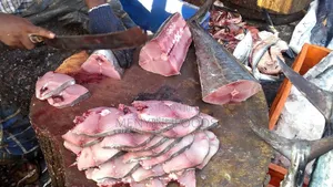 Fresh Kingfish in Ghana – Wholesale Retail | Direct From the Sea
