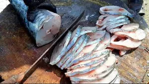 Fresh Kingfish in Ghana – Wholesale Retail | Direct From the Sea