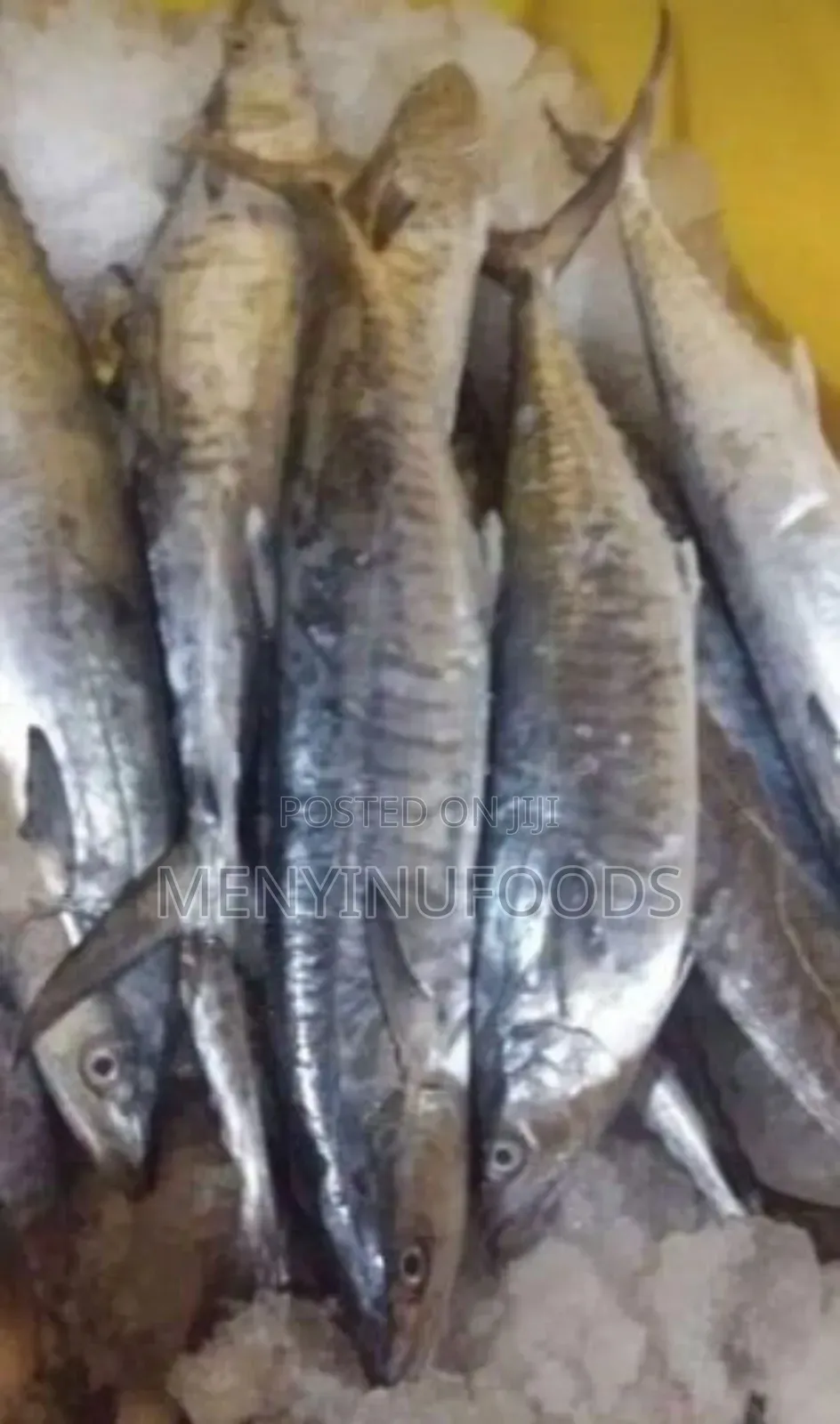 Fresh Kingfish in Ghana – Wholesale Retail | Direct From the Sea