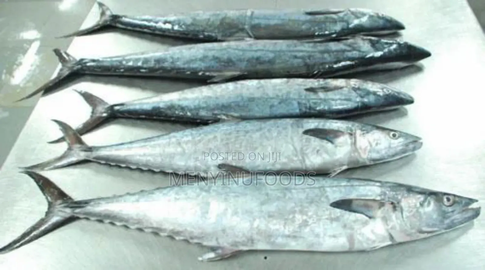 Fresh Kingfish in Ghana – Wholesale Retail | Direct From the Sea