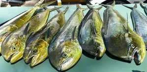 Fresh Dorado Fish in Ghana – Wholesale Retail | Direct From the Sea