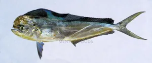 Fresh Dorado Fish in Ghana – Wholesale Retail | Direct From the Sea