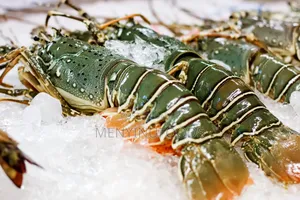 Fresh Lobster in Ghana – Wholesale Retail | Direct From the Sea