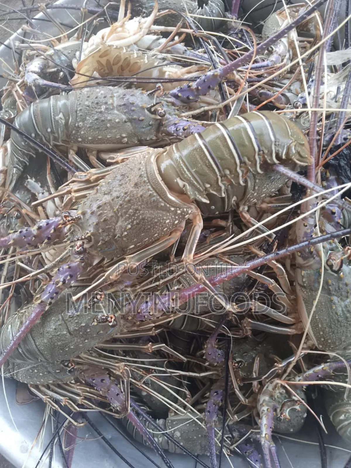 Fresh Lobster in Ghana – Wholesale Retail | Direct From the Sea