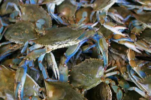 Fresh Crab in Ghana – Wholesale Retail | Direct From the Sea
