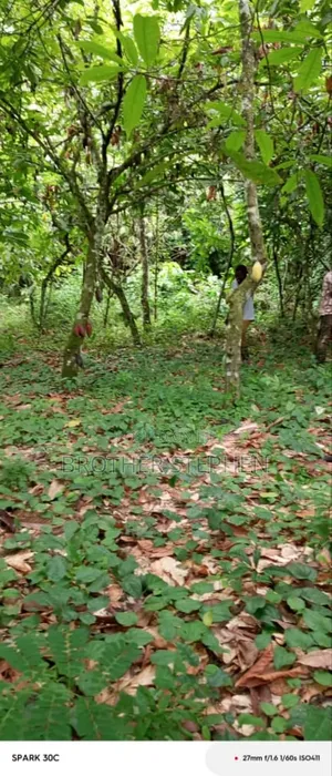 25,000 Acres Of Registered Farmland For Sale At Asamankese.