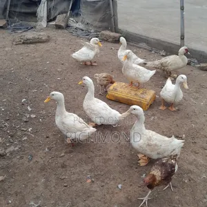 Healthy Perking Ducks