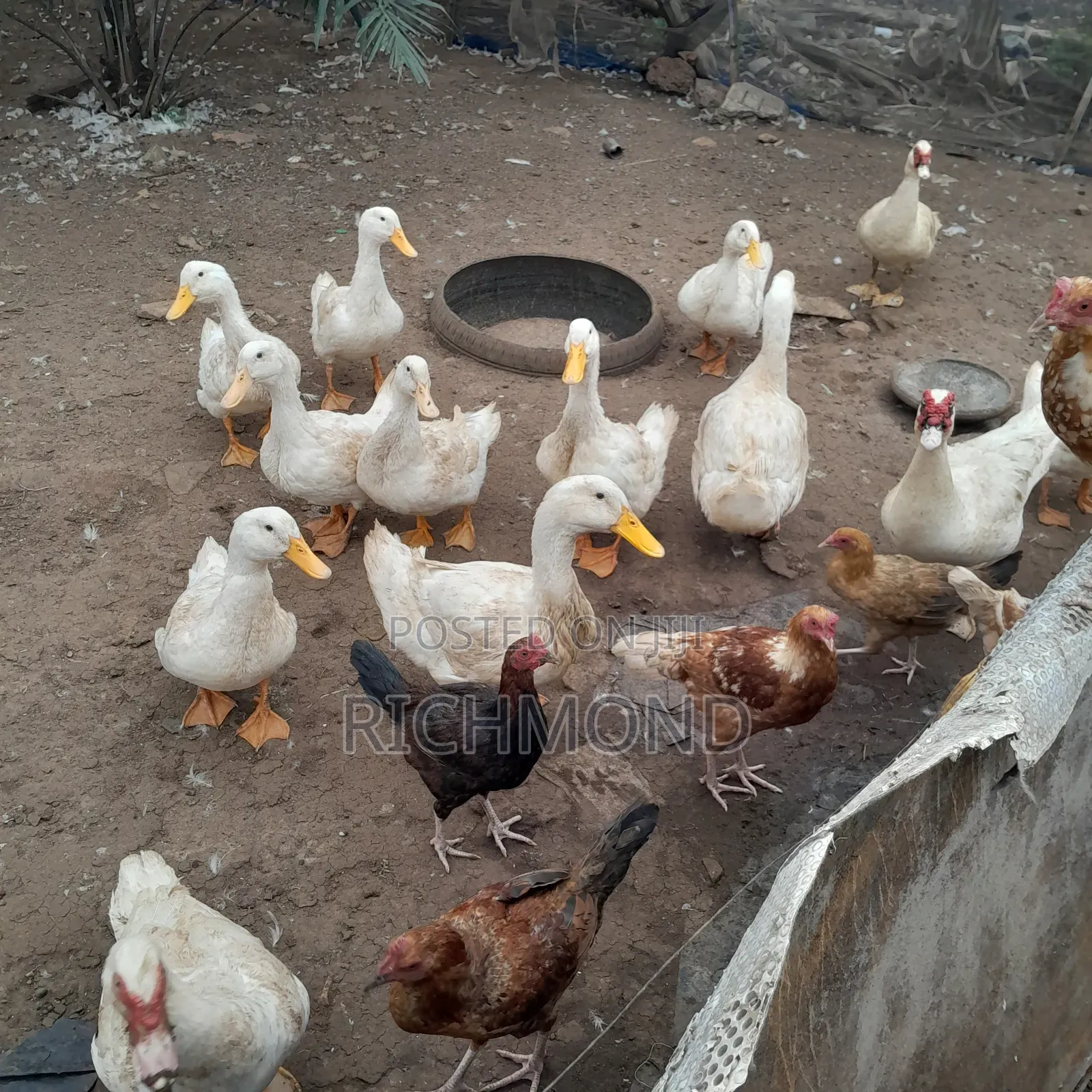 Healthy Perking Ducks