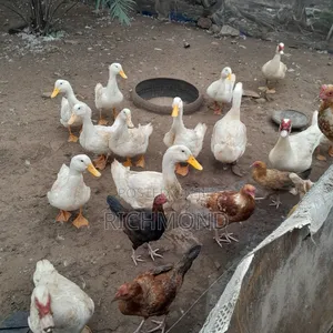 Healthy Perking Ducks